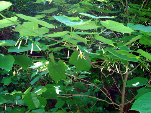 Cây Thôi chanh lá tiêu huyền. Alangium platanifolium Harms - Cây Thuốc Nam Quanh Ta
